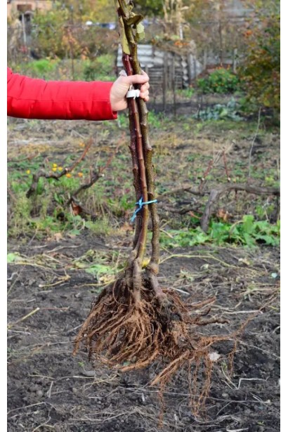 Слива Нектапріум - саджанець голий корінь